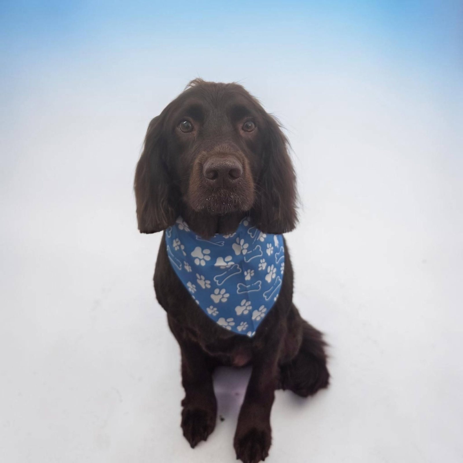 Brown spaniel in a blue bandana