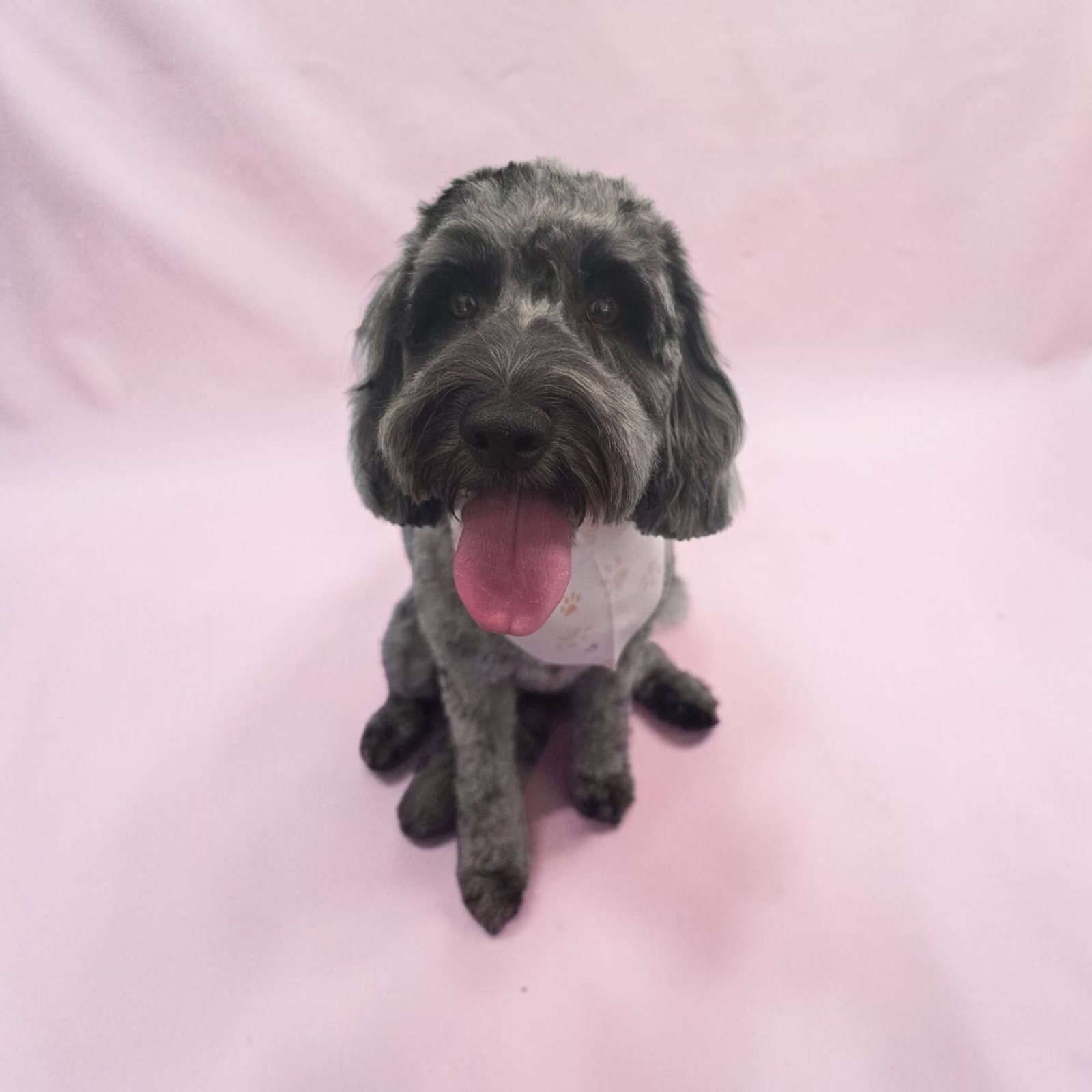 Grey doodle on a pink backdrop