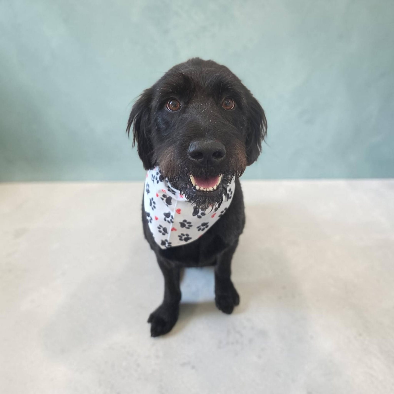 Black dog in a white bandana