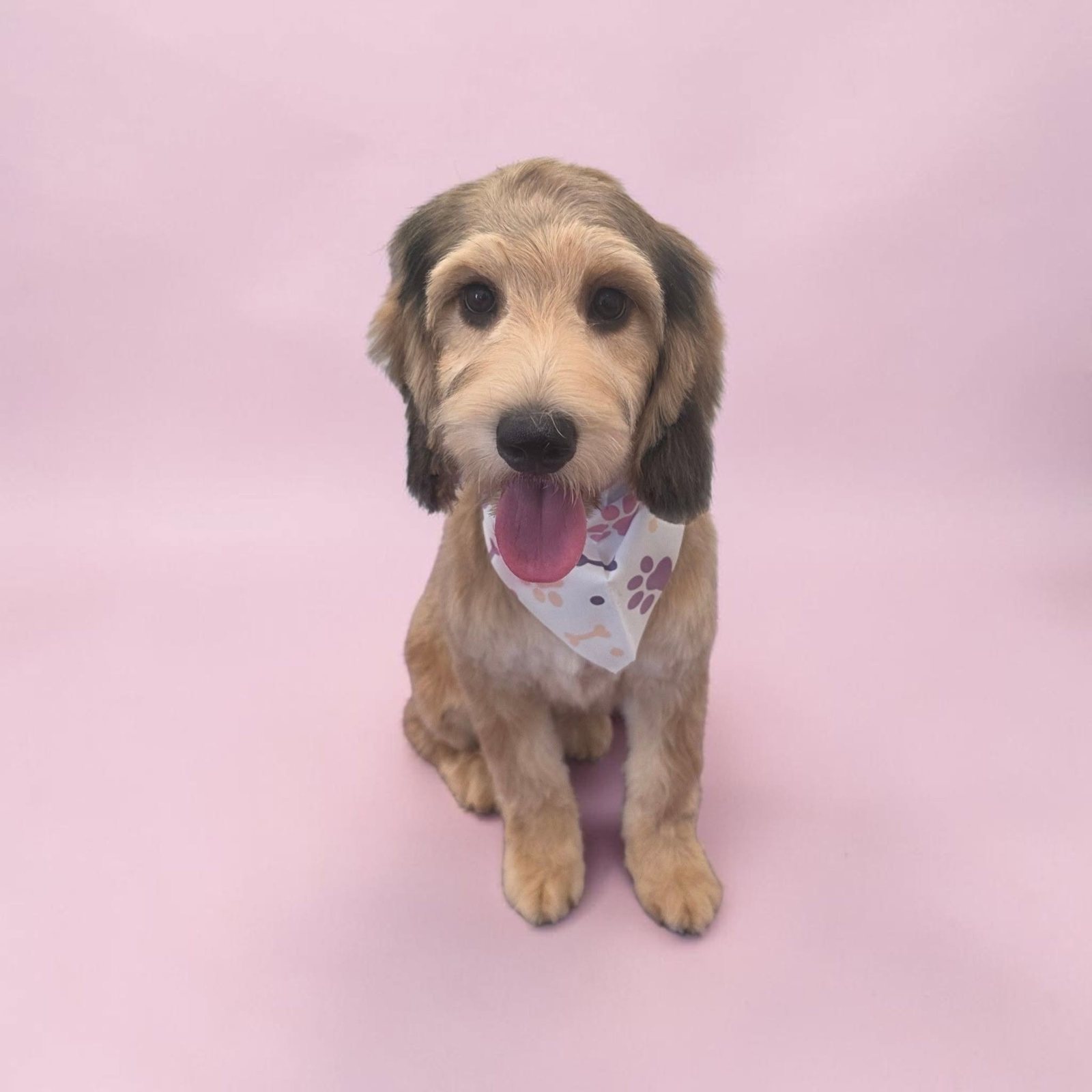 Apricot doodle in a bandana